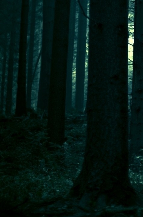 23150_forest_dark_forest