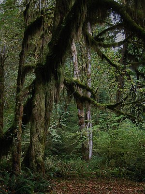 450px-MossesHohRainForest_7306 (2)