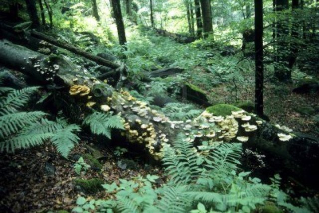7381019-primeval-forest-in-bavaria