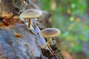mushrooms on log