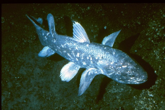 Coelacanth