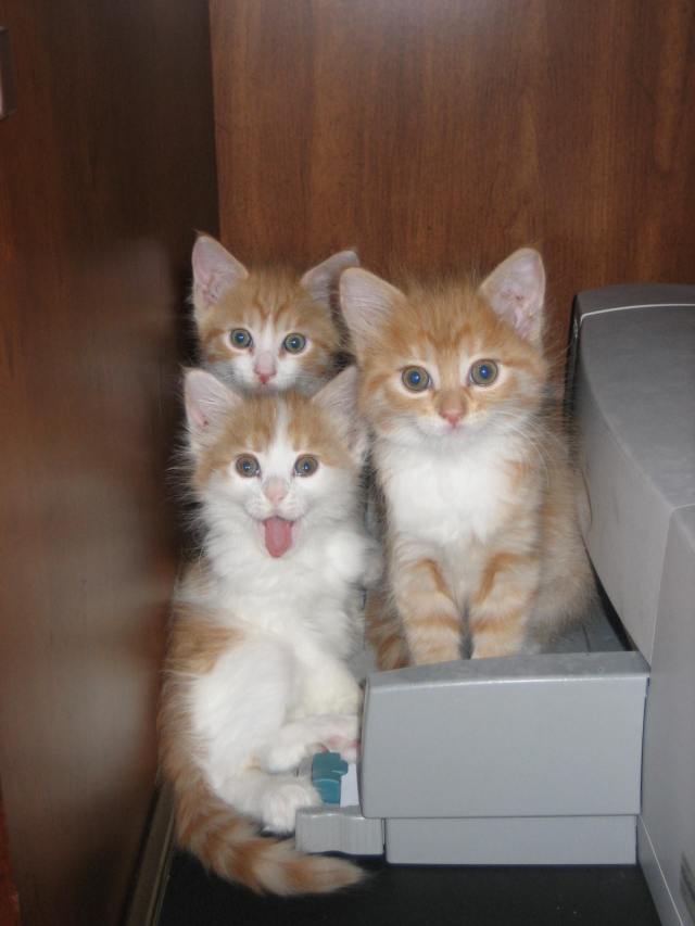 Rescue Kittens