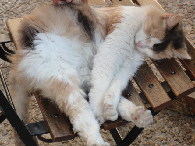 French feline in the Dordogne