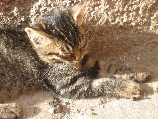 Damn...the little critter is sleeping on the job in Civita di Bagnoreggio