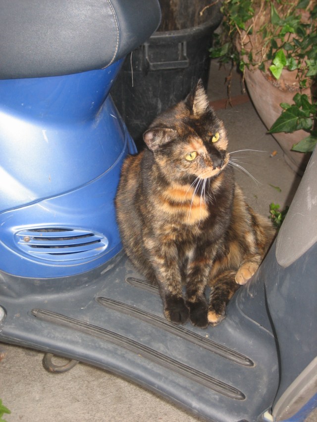 Guarding your Vespa in the center of Positano on the Amalfi Coast